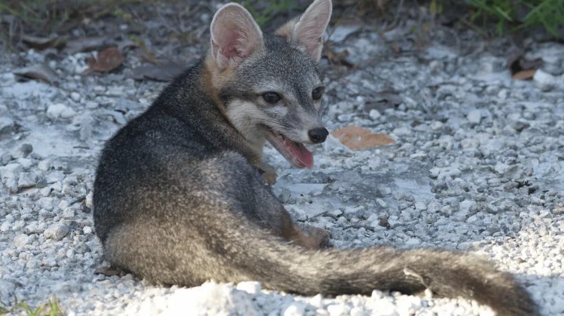 Rare fox appears after 20 years and is photographed for the first time