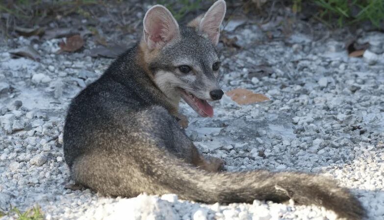 Rare fox appears after 20 years and is photographed for the first time
