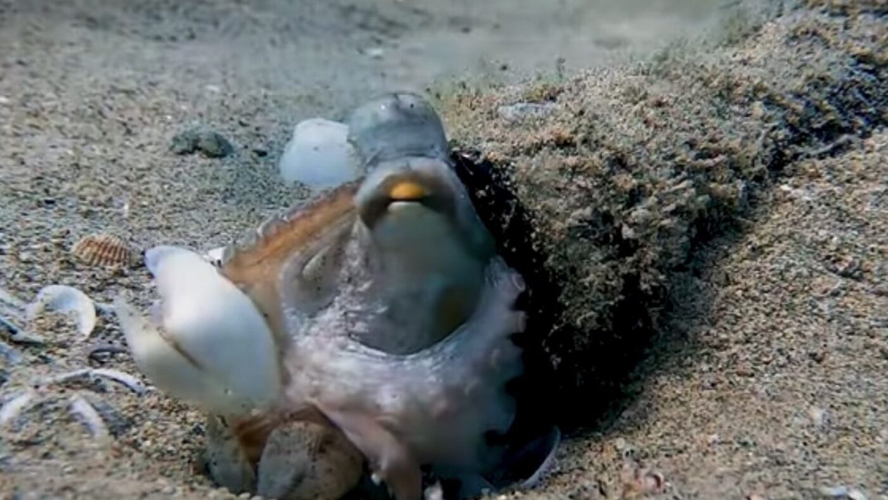 Octopuses are so smart they are using our trash