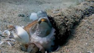 Octopuses are so smart they are using our trash