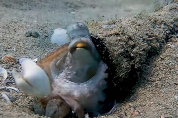 Octopuses are so smart they are using our trash