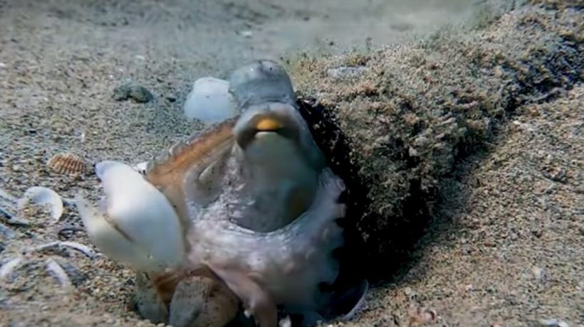 Octopuses are so smart they are using our trash
