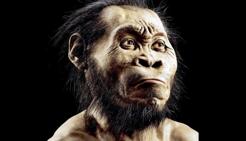 “Weird hominid.” Homo naledi skeletons in cave in South Africa are all women