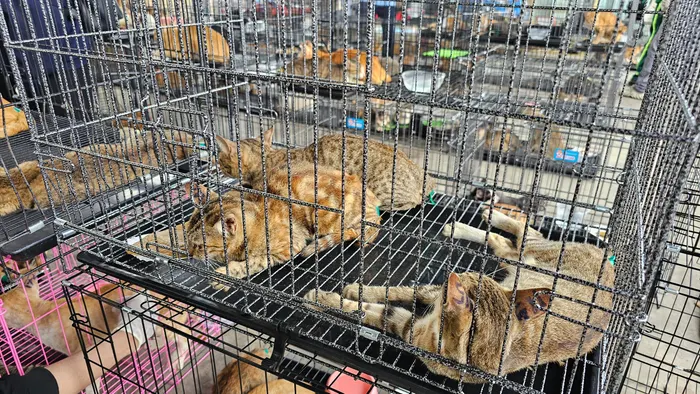 Horror in Vietnam: 400 cats escaped the slaughterhouse - Pet-stealing ring busted