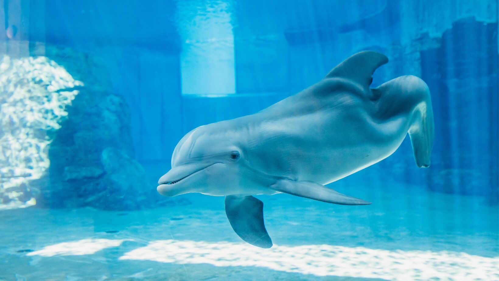 Winter, the female dolphin protagonist of the film Dolphin Tale