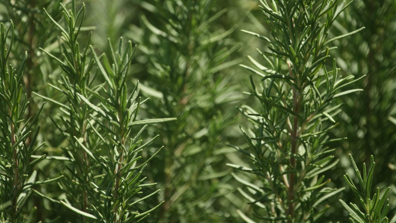 Do you have rosemary at home? There is a place where you should put it (and few know where)