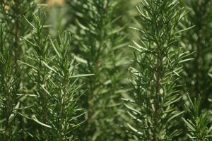 Do you have rosemary at home? There is a place where you should put it (and few know where)