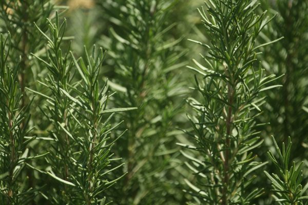 Do you have rosemary at home? There is a place where you should put it (and few know where)