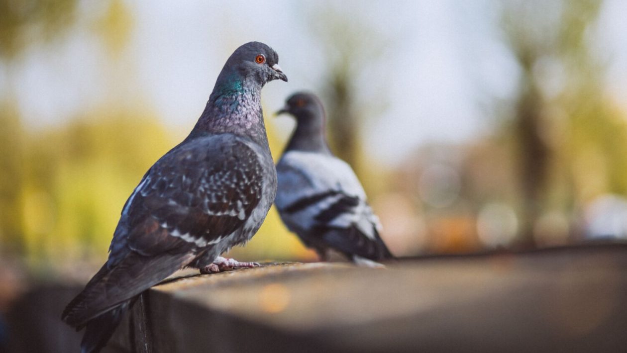 Mystery of how pigeons find their way home solved