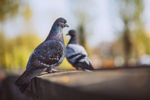 Mystery of how pigeons find their way home solved