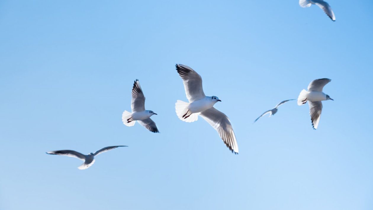 Why do birds ignore Newton?