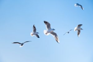 Why do birds ignore Newton?