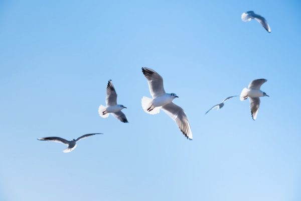 Why do birds ignore Newton?