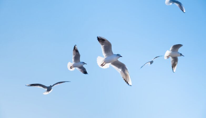 Why do birds ignore Newton?