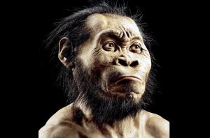 “Weird hominid.” Homo naledi skeletons in cave in South Africa are all women