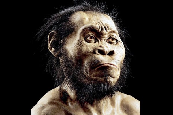 “Weird hominid.” Homo naledi skeletons in cave in South Africa are all women