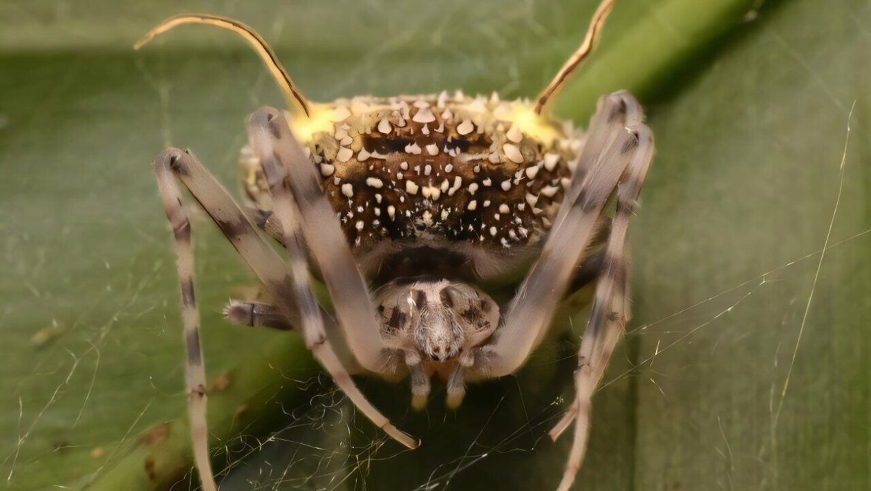 New species of spider discovered that disguises itself as a fungus