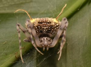 New species of spider discovered that disguises itself as a fungus