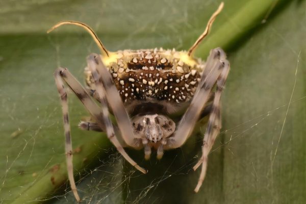 New species of spider discovered that disguises itself as a fungus