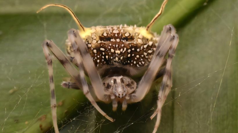 New species of spider discovered that disguises itself as a fungus