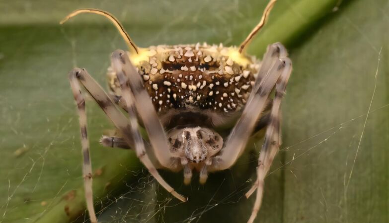 New species of spider discovered that disguises itself as a fungus