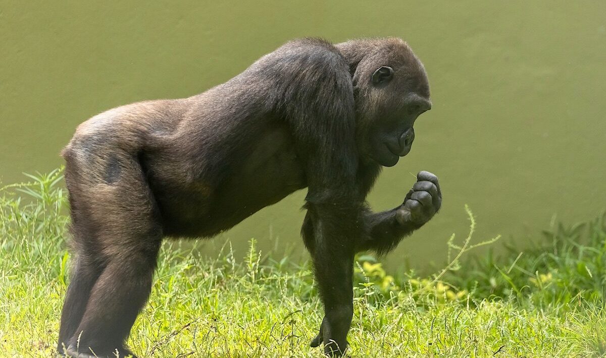 Our ancestors really walked on their knuckles