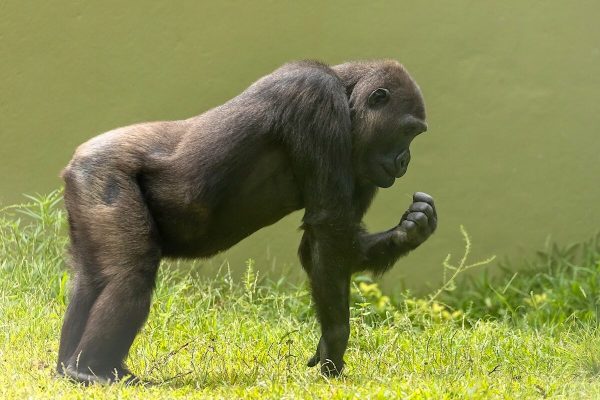 Our ancestors really walked on their knuckles