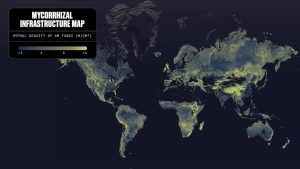 Earth's underground fungal network is so vast it would cover 10% of the Milky Way