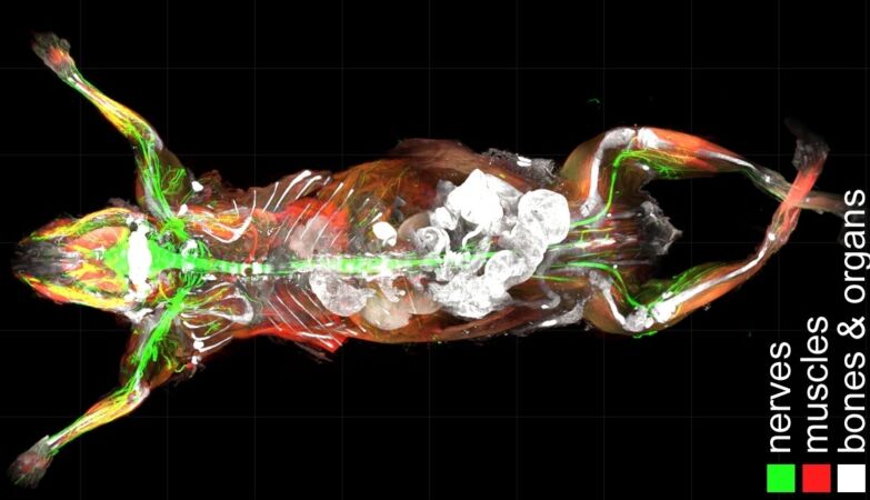 Transparent mice reveal the secret effects of obesity on nerves