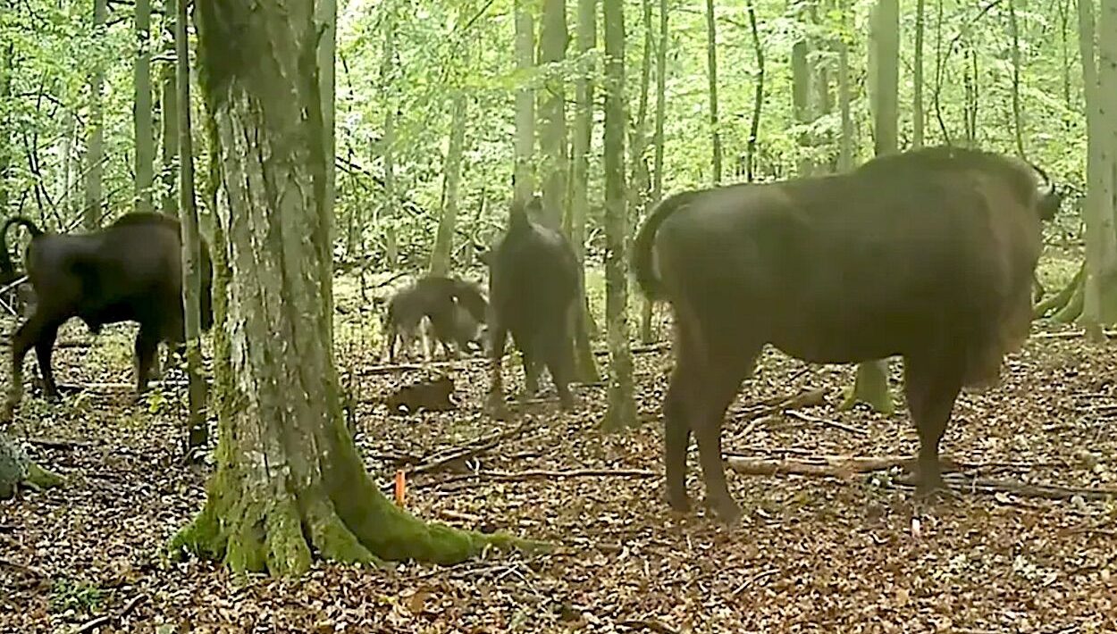 Wolves filmed for the first time hunting bison in an ancient European forest