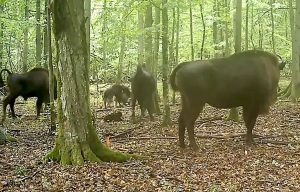 Wolves filmed for the first time hunting bison in an ancient European forest