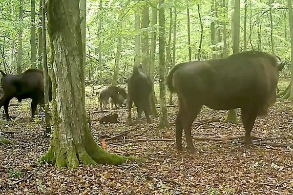 Wolves filmed for the first time hunting bison in an ancient European forest