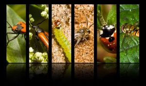 Earth may have more than 14 million species of insects (twice as many as previously thought)