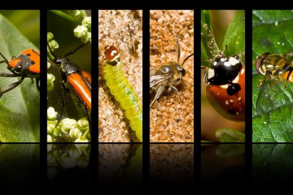 Earth may have more than 14 million species of insects (twice as many as previously thought)