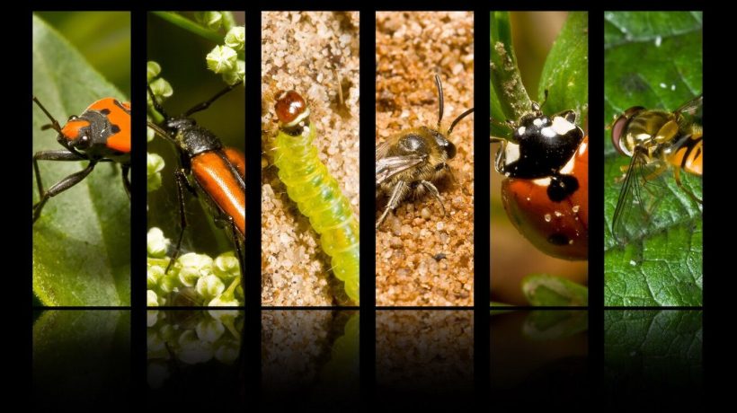 Earth may have more than 14 million species of insects (twice as many as previously thought)