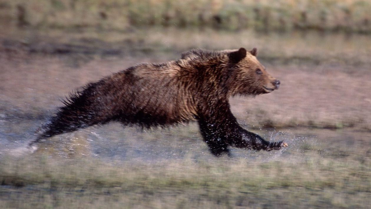 So, can humans outrun bears?