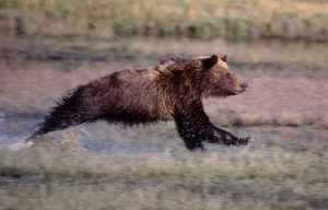 So, can humans outrun bears?