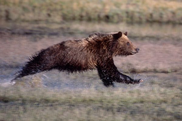 So, can humans outrun bears?
