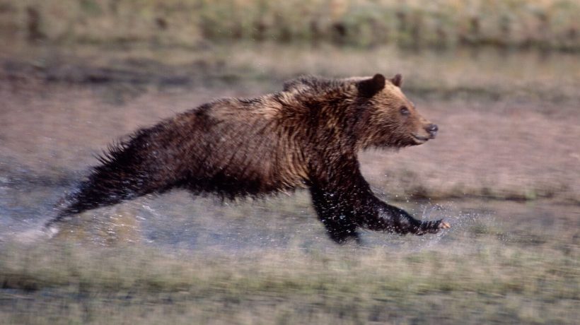 So, can humans outrun bears?