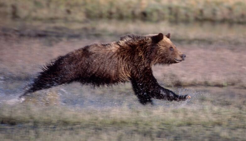 So, can humans outrun bears?
