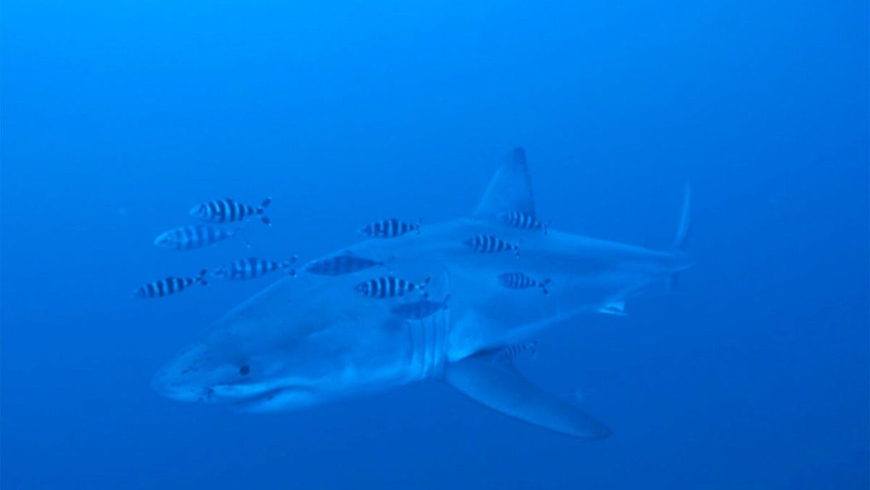 Rare great white shark filmed in the Mediterranean for the first time