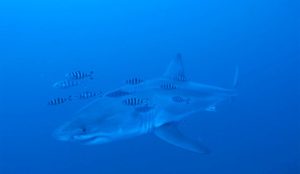 Rare great white shark filmed in the Mediterranean for the first time