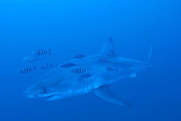 Rare great white shark filmed in the Mediterranean for the first time