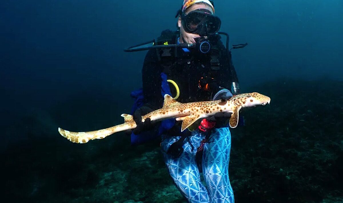 Species of “lazy” shark capable of “walking” on land discovered