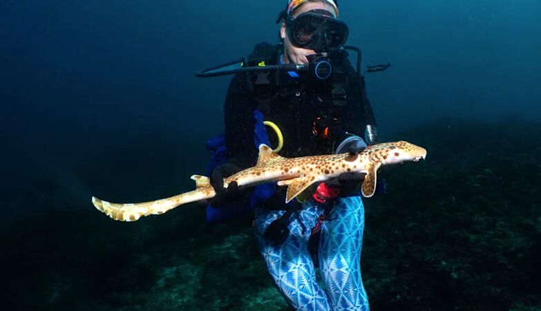 Species of “lazy” shark capable of “walking” on land discovered