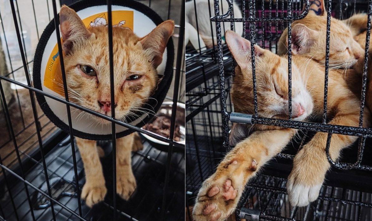 Horror in Vietnam: 400 cats escaped the slaughterhouse - Pet-stealing ring busted