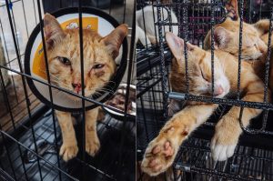 Horror in Vietnam: 400 cats escaped the slaughterhouse - Pet-stealing ring busted