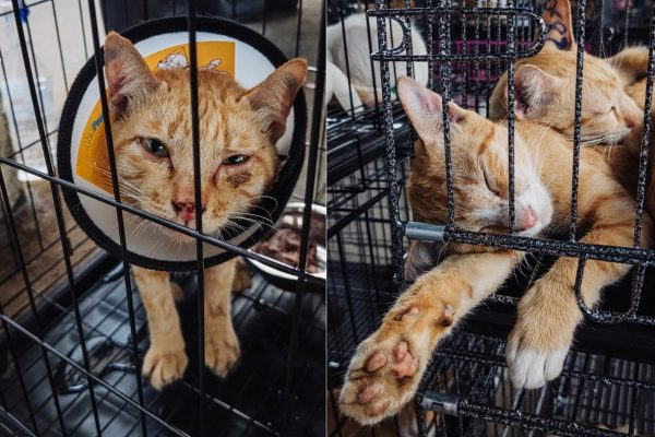 Horror in Vietnam: 400 cats escaped the slaughterhouse - Pet-stealing ring busted