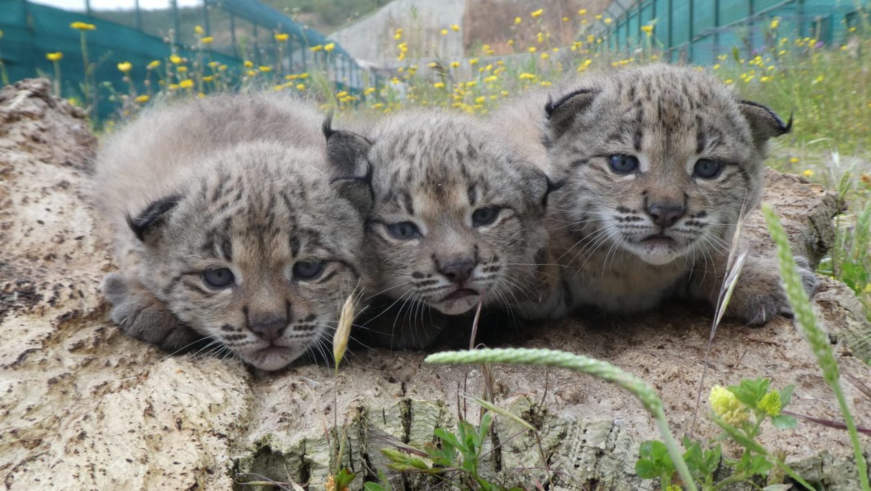 ICNF guarantees continuity of management of the National Iberian Lynx Reproduction Center