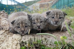 ICNF guarantees continuity of management of the National Iberian Lynx Reproduction Center